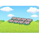 Field of flowers