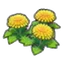 Dandy flowers