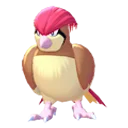 pidgeotto