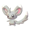 minccino