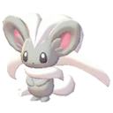 cinccino